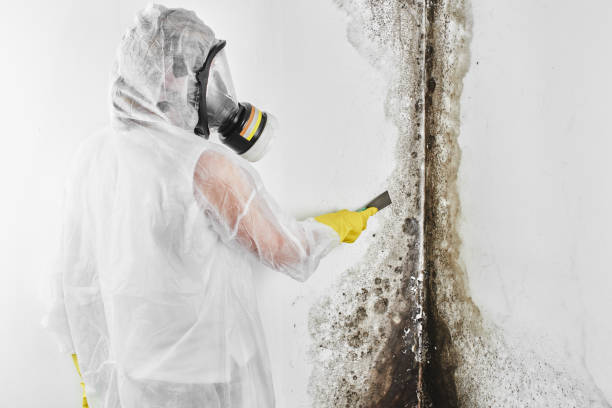 Trusted Mansfield, PA Mold Removal Experts