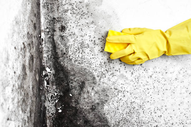 Best Crawl Space Mold Removal  in Mansfield, PA