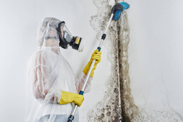 Best Professional Mold Removal  in Mansfield, PA