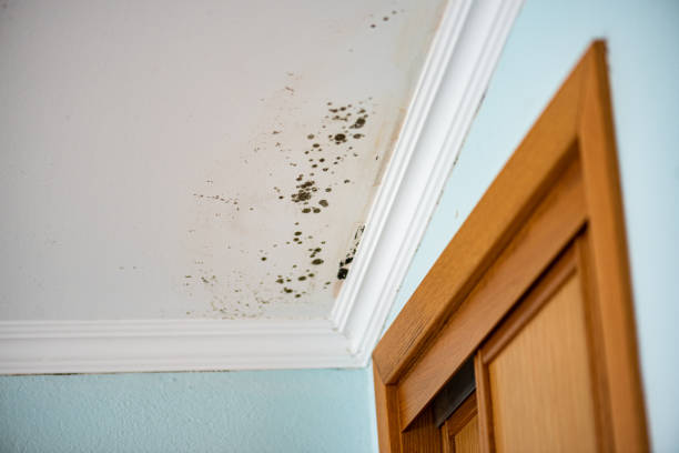 Best Mold Remediation Experts  in Mansfield, PA