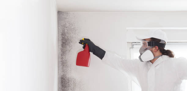 Best Fast Mold Removal  in Mansfield, PA