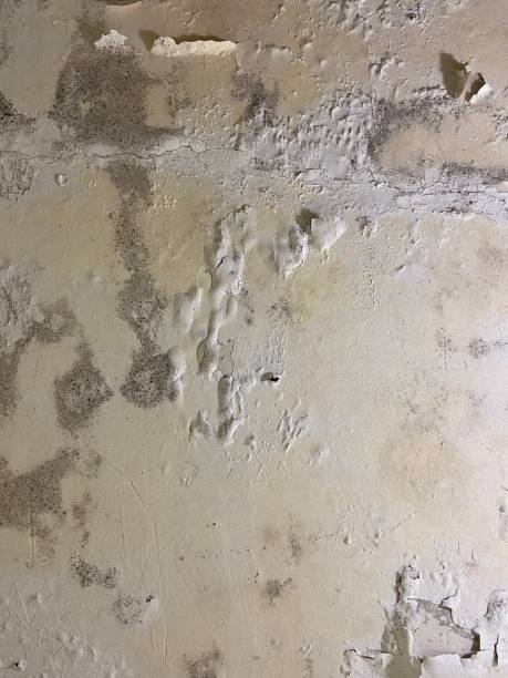 Best Office Mold Removal Services  in Mansfield, PA