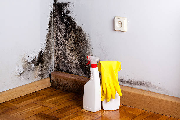 Best Toxic Mold Removal  in Mansfield, PA