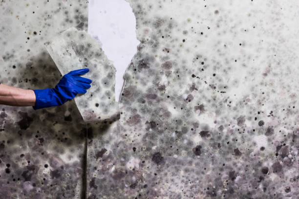 Office Mold Removal Services in Mansfield, PA