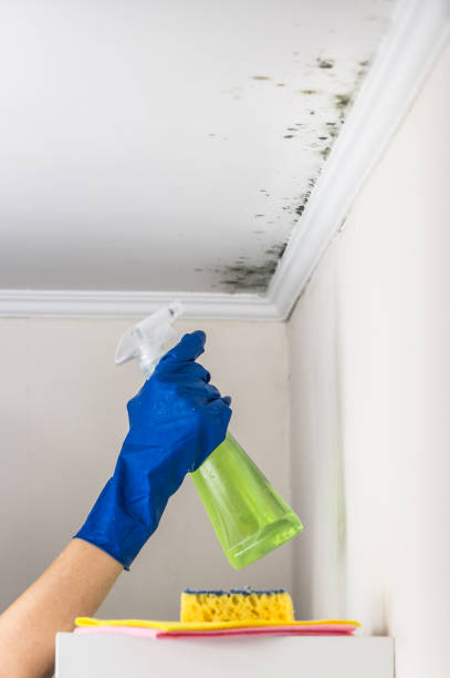 Attic Mold Removal in Mansfield, PA