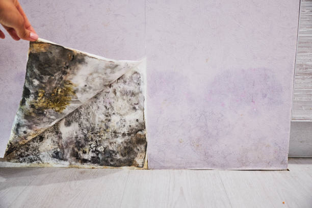 Best Mold Testing  in Mansfield, PA